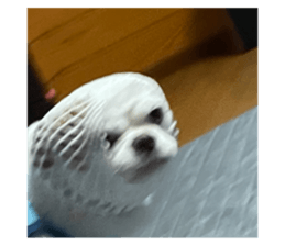 440563963