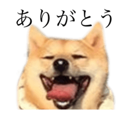 440807474