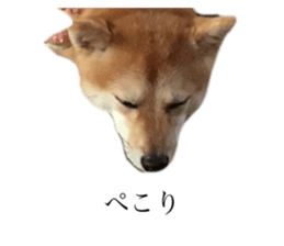 440807475