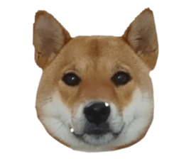 441193637