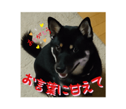 441215697