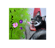 441215708