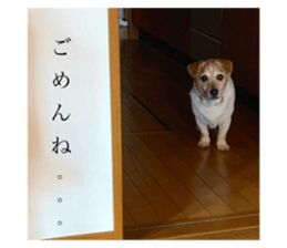 441283223