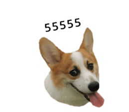 441542537