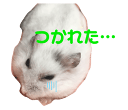 441720223