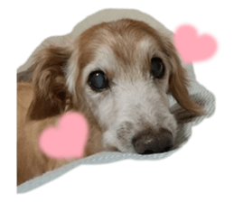 442541182