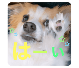 442718617