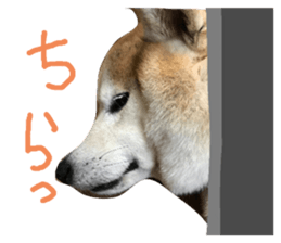 442905713