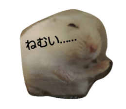 442959775