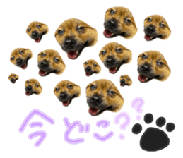 443158610