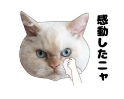 443362872