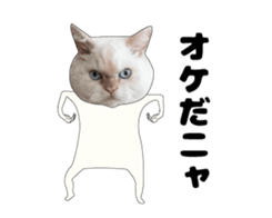 443362875