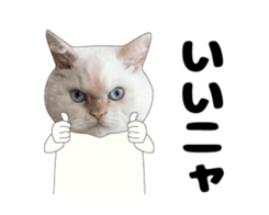 443362878