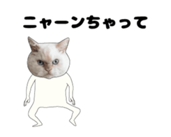 443362888