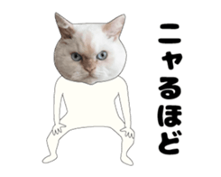 443362891