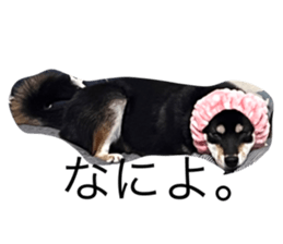 443442540