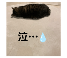 443451301