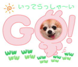 443586798