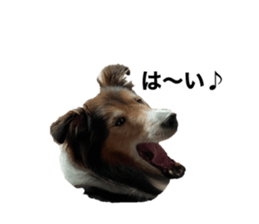 443592969