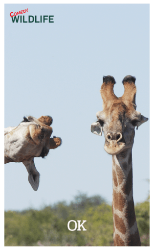 Comedy Wildlife Photography Awards comes รูปที่ 3