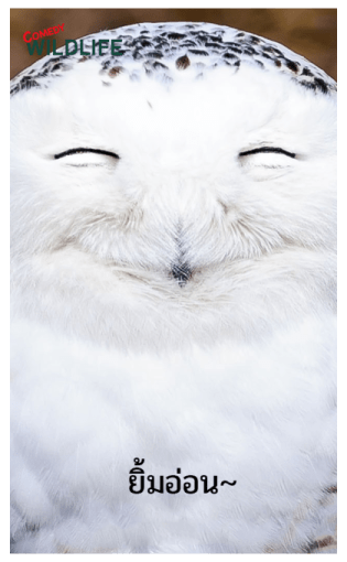 Comedy Wildlife Photography Awards comes รูปที่ 4