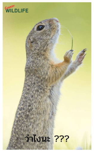 Comedy Wildlife Photography Awards comes รูปที่ 5
