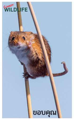 Comedy Wildlife Photography Awards comes รูปที่ 9