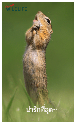 Comedy Wildlife Photography Awards comes รูปที่ 10