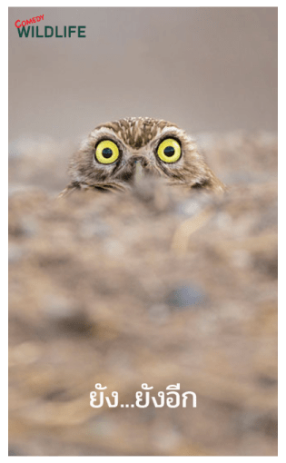 Comedy Wildlife Photography Awards comes รูปที่ 11