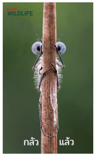 Comedy Wildlife Photography Awards comes รูปที่ 13