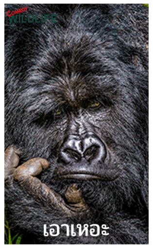 Comedy Wildlife Photography Awards comes รูปที่ 14
