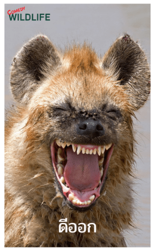 Comedy Wildlife Photography Awards comes รูปที่ 15
