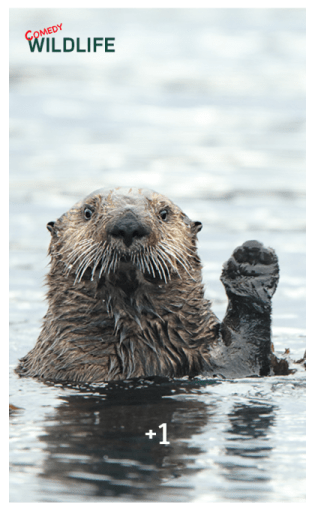 Comedy Wildlife Photography Awards comes รูปที่ 18