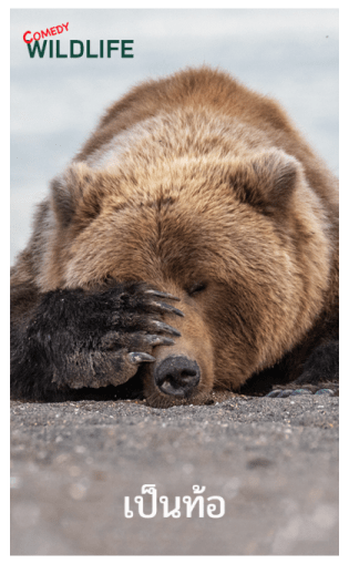 Comedy Wildlife Photography Awards comes รูปที่ 19