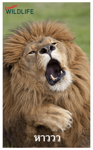 Comedy Wildlife Photography Awards comes รูปที่ 20