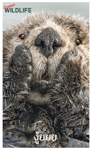 Comedy Wildlife Photography Awards comes รูปที่ 21