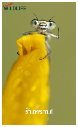 Comedy Wildlife Photography Awards comes รูปที่ 22
