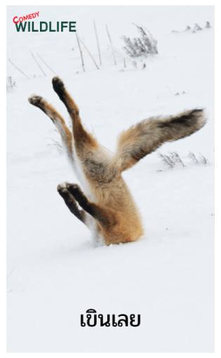Comedy Wildlife Photography Awards comes รูปที่ 23