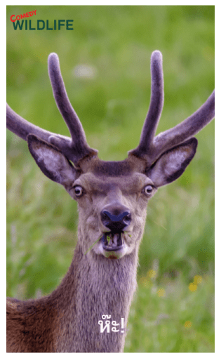 Comedy Wildlife Photography Awards comes รูปที่ 24