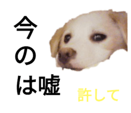 443748464