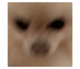 443964458