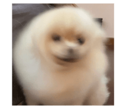 443964459