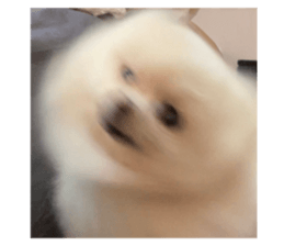 443964460