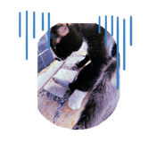 444016753