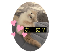 444232403