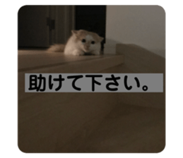 444232407