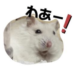 444245350
