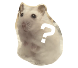 444245355