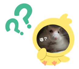 444245356