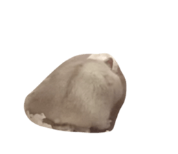 444245378
